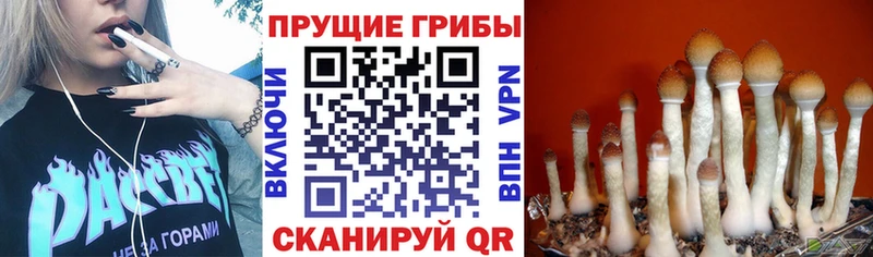 Псилоцибиновые грибы Magic Shrooms  купить наркотик  ссылка на мегу ТОР  Курчатов 